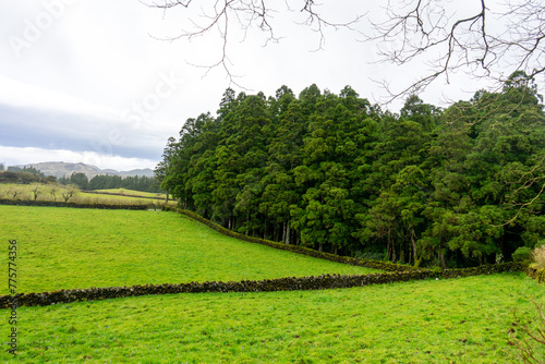 Lush green Azorean countryside with towering mountains  adorned by trees  perfect for nature-themed.