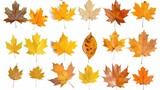 Leaves Autumn. Collection of Fall Maple Leaves Falling on White Background