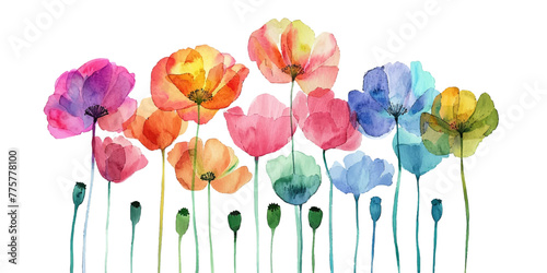 Watercolor illustration of colorful poppies on a white background