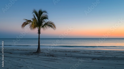 Palm Tree on Beach at Sunset