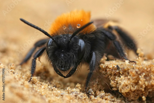 Facial closeup of a colorful female Tawny mining bee, Andrena fulva photo