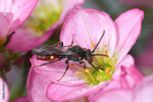 Closeup on a female yellow-shouldered Nomad bee, Nomada ferrugin photo