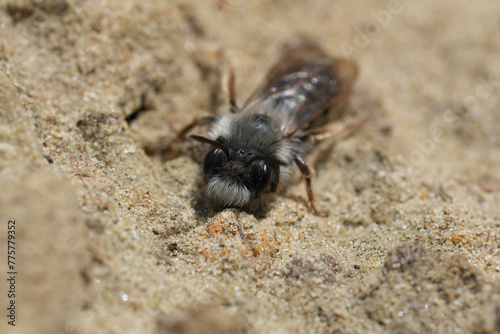 Closeup on a male Grey-backed mining bee, Andrena vaga no sandy ground