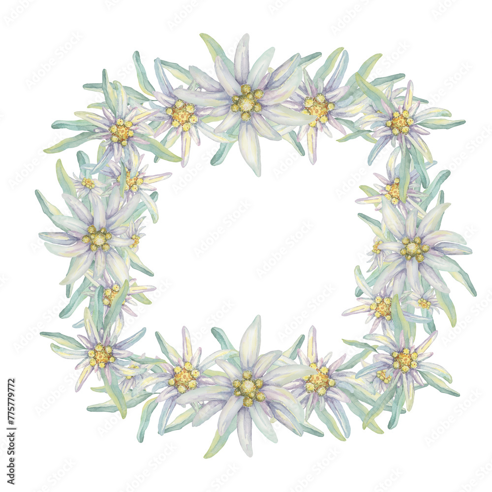 Obraz premium Square wreath of edelweiss flowers. Hand drawn watercolor frame clipart, floral rustic style in pastel colors. Design template for postcard, invitation, printing, wedding, isolated on white background