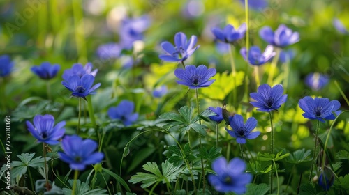 Blue Flowers Sprinkled Amongst Grass