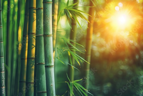 A serene bamboo forest with sunlight filtering through the trees.