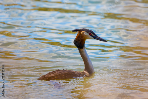 Podiceps cristatus, floating on a river on a spring day. photo