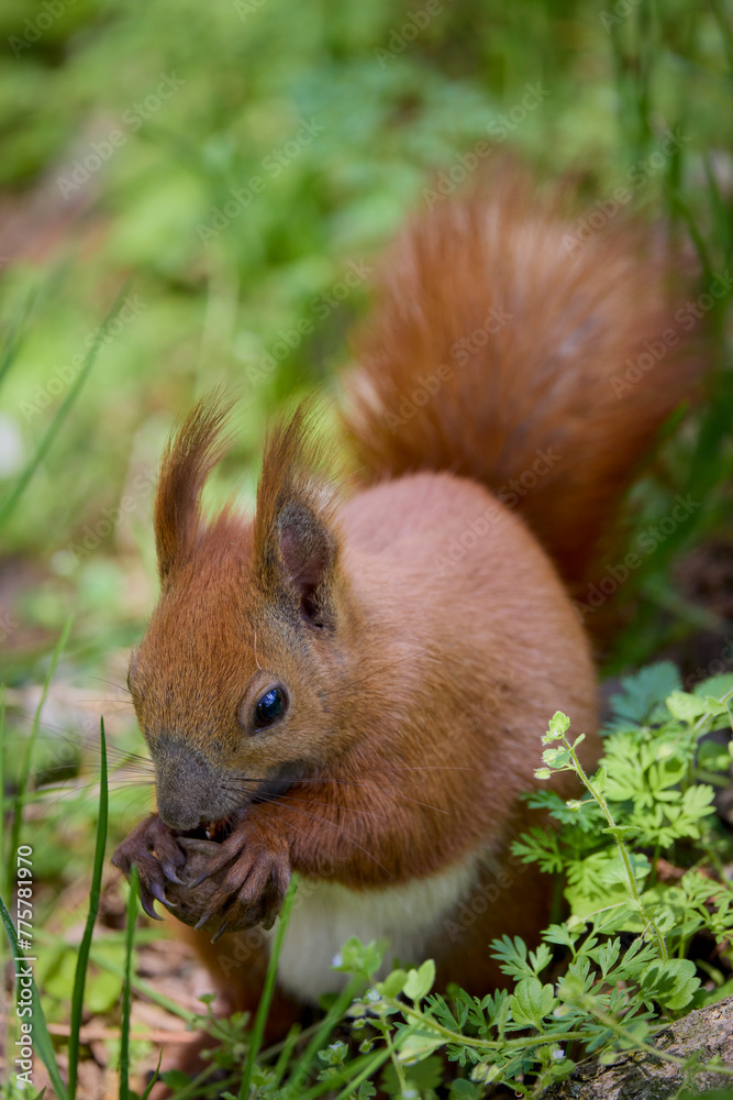 a beautiful squirrel on a spring day eating a nut. a beautiful squirrel on a spring day eating a nut.