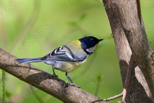 (Parus major) standing on a tree branch on a sunny spring day