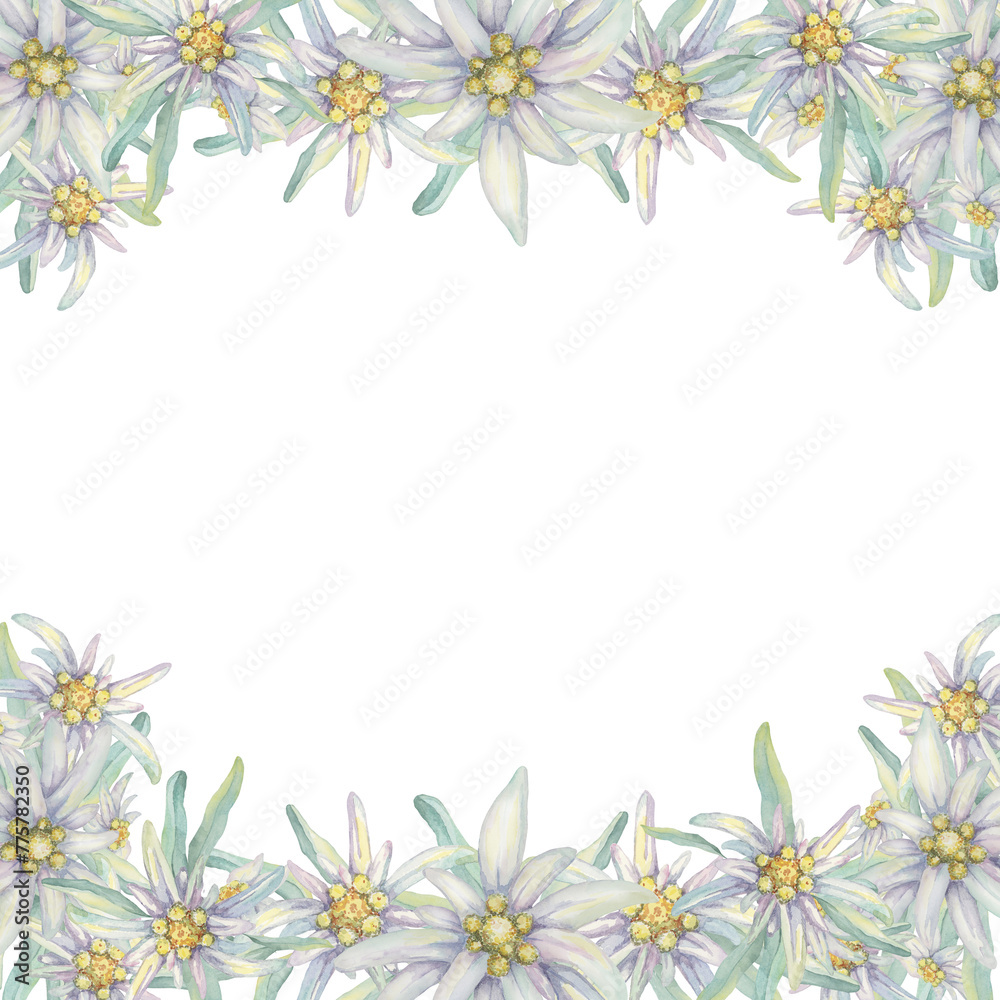 Template with blank space and delweiss flowers. Hand drawn watercolor frame clipart, floral rustic style in pastel colors. Design for postcard, invitation, printing, wedding, isolated on white