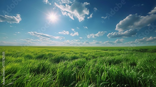 Green Grass Field Under Blue Sky photo