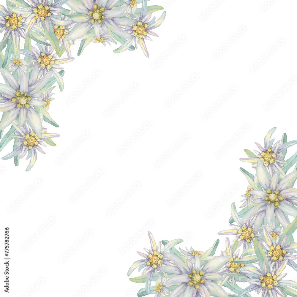 Corner frame with edelweiss flowers. Hand drawn watercolor clipart, floral rustic style in pastel colors. Design template for postcard, invitation, printing, wedding, isolated on white background