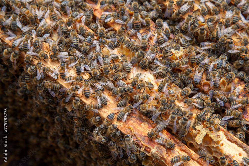 Open hive showing the bees swarming on a honeycomb.. Open hive showing the bees swarming on a honeycomb..