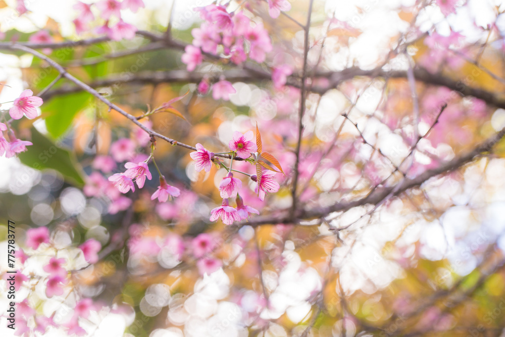 Pink cherry blossom bloomming flower on tree branch Pink cherry blossom bloomming flower on tree branch