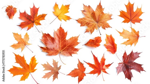 Autumn Leaves. Collection of Fall Maple Leaves Falling on White Background