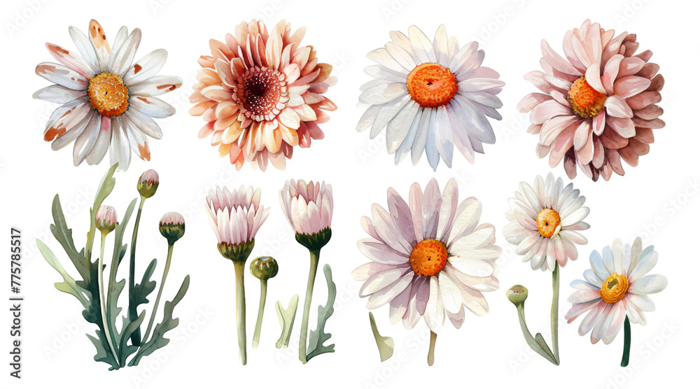 Obraz premium Watercolor style, daisy collection, transparent background