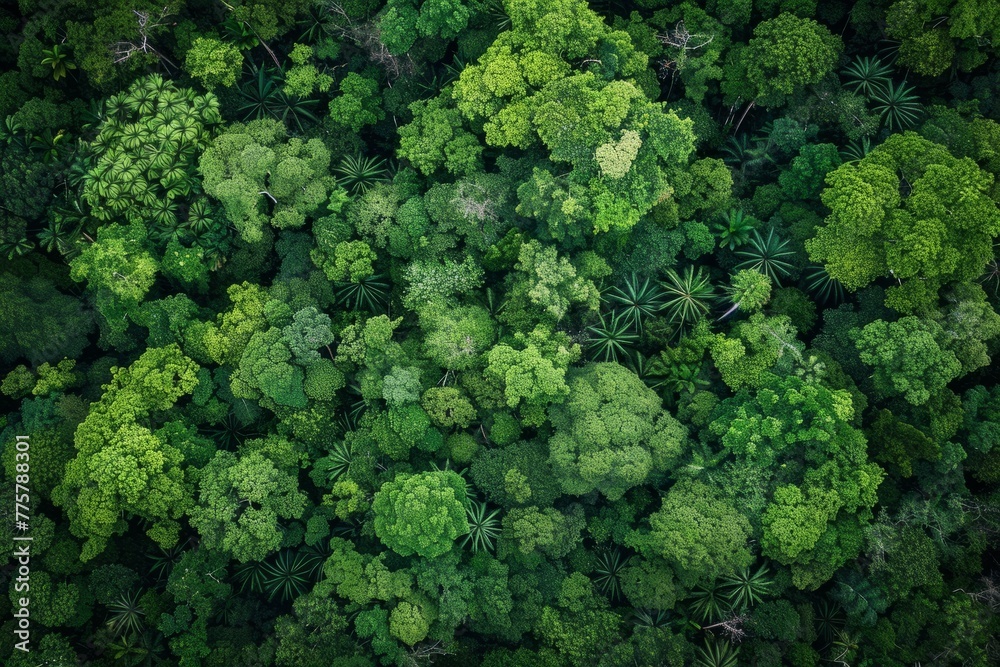 Aerial View of Lush Green Forest Canopy, Rich Ecosystem