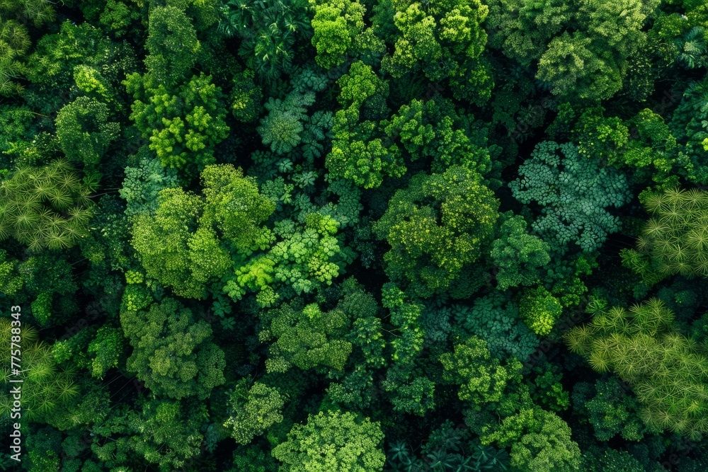 Top View of Dense Tropical Forest, Greenery Earth Texture - obrazy, fototapety, plakaty 