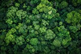 Aerial View of Lush Green Forest Canopy, Rich Ecosystem