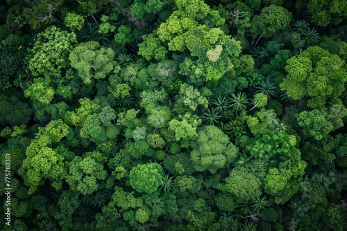 Aerial View of Lush Green Forest Canopy, Rich Ecosystem