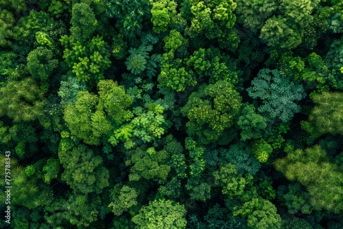Top View of Dense Tropical Forest, Greenery Earth Texture photo