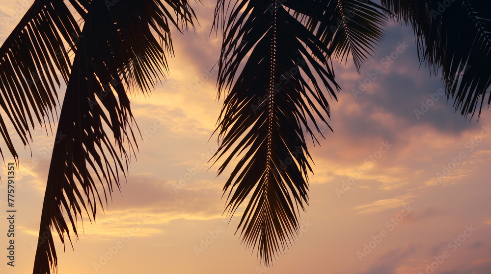 Summer concept. Palm tree at sunset sky. Silhouette of palm leaves against sky. 