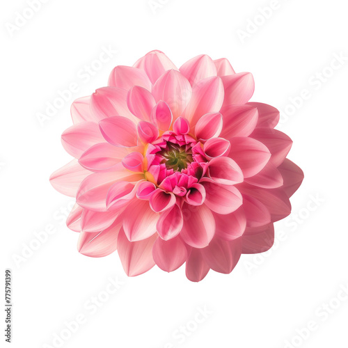A pink flower on a Transparent Background