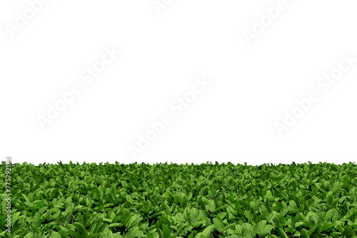 Realistic green leaves perspective floor plants texture background isolated with empty wall png 3d rendering image