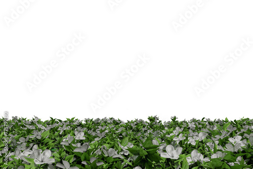 Realistic white flowers and green leaves perspective floor plants texture background isolated with empty wall png 3d rendering image