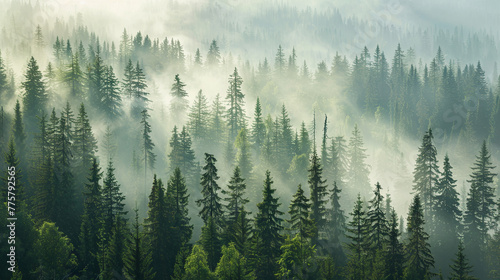 In the morning, dense fog blankets the mountain landscape, veiling both the coniferous trees and the river