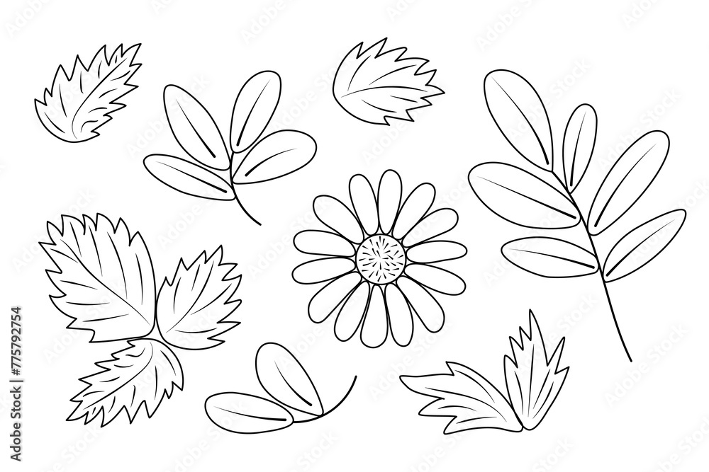 Obraz premium Plant set of summer leaves of strawberry, blueberry, chamomile flower. Vector set of line drawings on white background. Flat style, doodle, for the design and decoration of banners, social networks