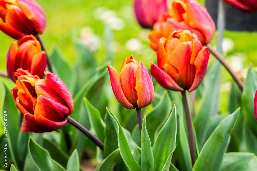 Naklejka premium Tulips growing in the garden during spring.