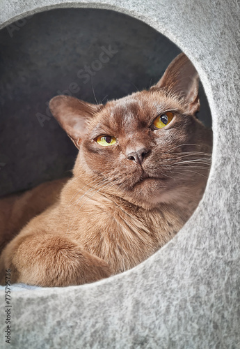 Portrait of one brown purebred domestic short hair burmese cat of chocolate colour with large pointed ears and whiskers looking at camera with yellow eyes relaxing or resting in grey bed at home