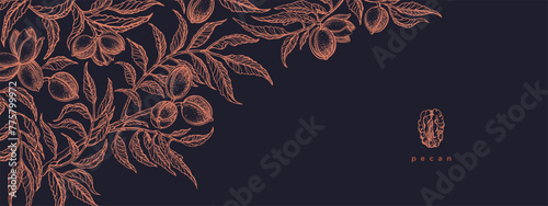 Pecan tree, branch with leaves, nut. Sketch banner