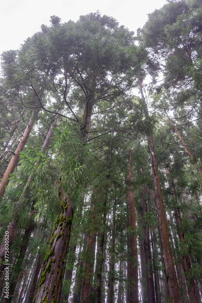 Fototapeta premium Traditional Azorean trees stand tall in the misty rain, creating a serene scene on a foggy afternoon.