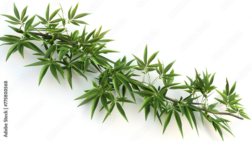 Fototapeta premium rosemary isolated on white