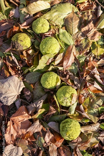 Ripe round green fruits of the Maclura tree on the grass among dry autumn leaves (Latin Maclura), Mulberry family (Moraceae) photo