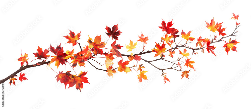 autumn, leaves, leaf, fall, isolated on white, in different positions, realistic, 3D autumn, leaves, leaf, fall, isolated on white, in different positions, realistic, 3D