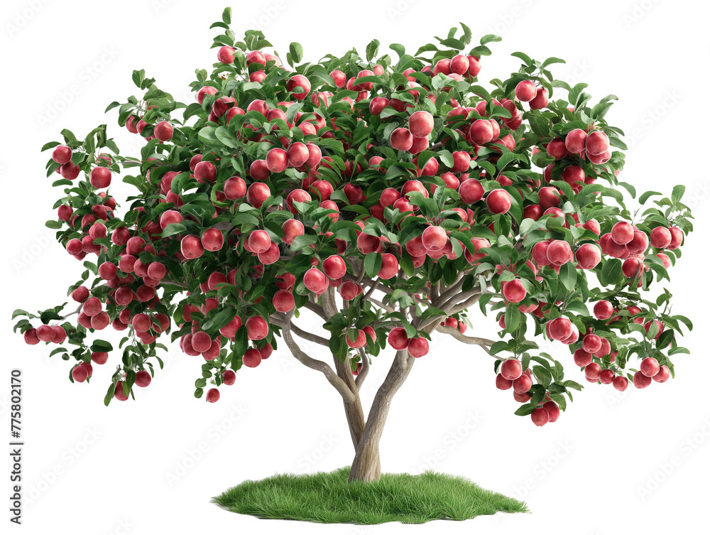fruit tree, apple tree, isolated on white, in different positions, realistic