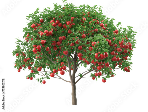 fruit tree, apple tree, isolated on white, in different positions, realistic, 3D