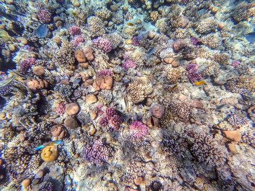 Underwater life of reef with corals and tropical fish. Coral Reef at the Red Sea, Egypt. photo