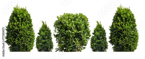 Set of a bush, a hedge, isolated on white, in different positions, realistic, 3D photo