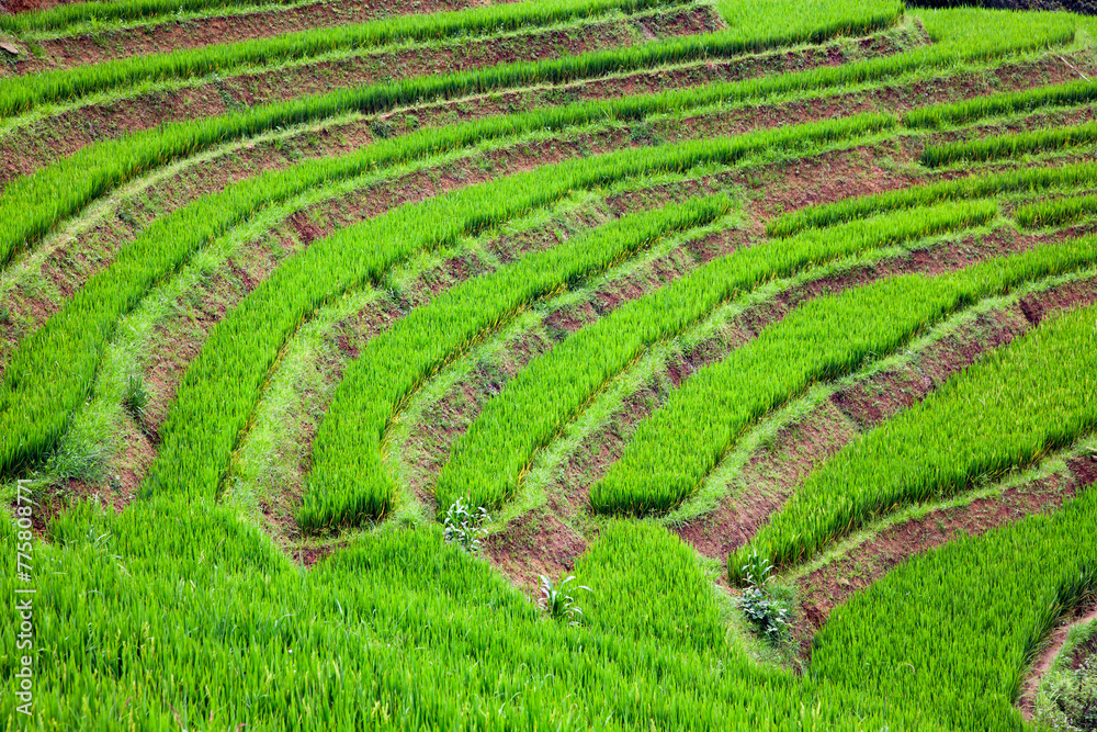 terraced green rice fields around Sa Pa, Vietnam