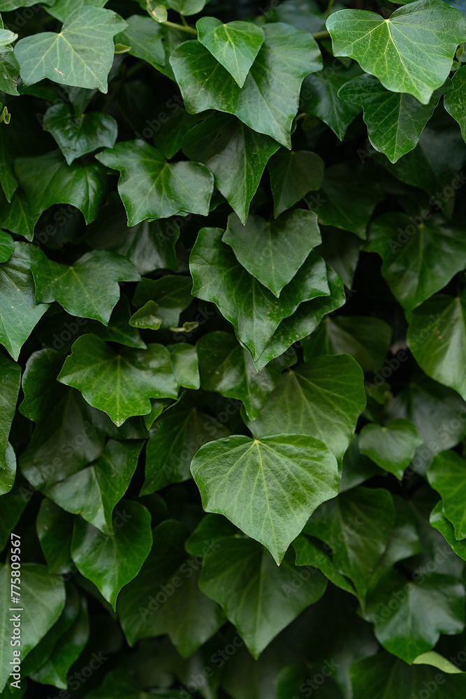 green leaves background close up green leaves background close up