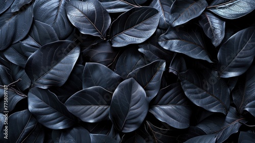 Dark leaves texture background, closeup view of foliage in elegant deep shades suitable for luxury branding or nature-inspired design. Natural patterns and textures.