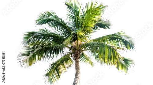 Tropical palm tree isolated on white background, vivid green fronds fanning out in natural pattern. Exotic travel and summertime concept.