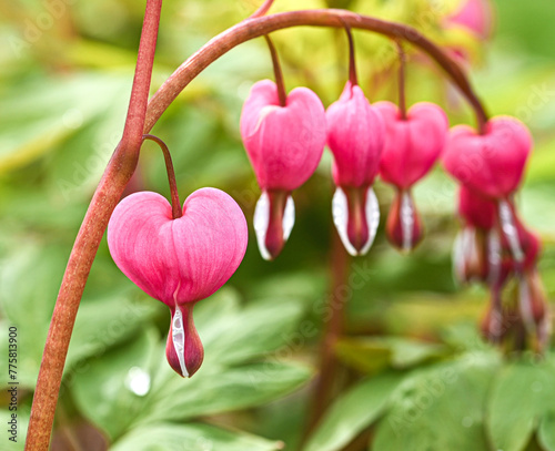 Beautiful close-up of a dicentra spectabilis flower