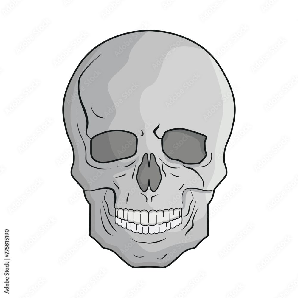 illustration of skull