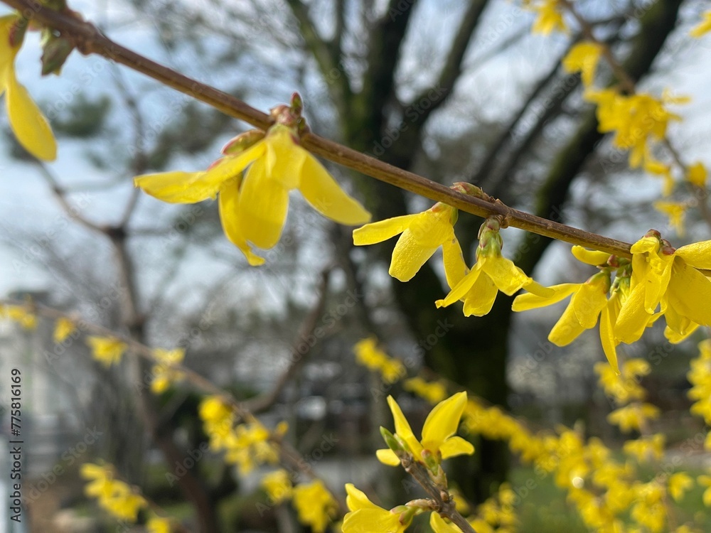 Obraz premium 개나리