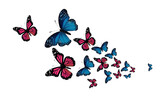 Color butterfly, png isolated on transparent background.